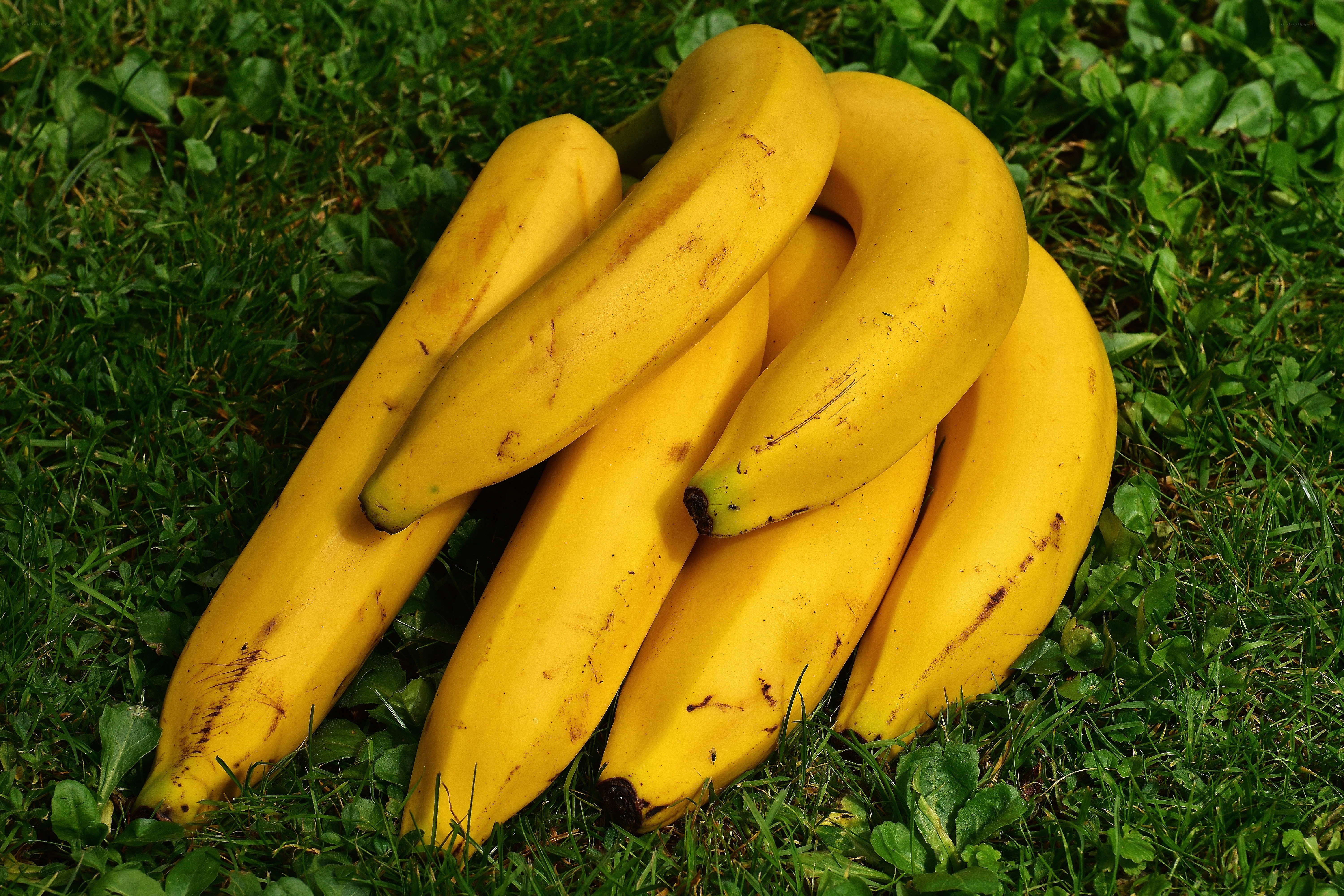 bananas on green grass