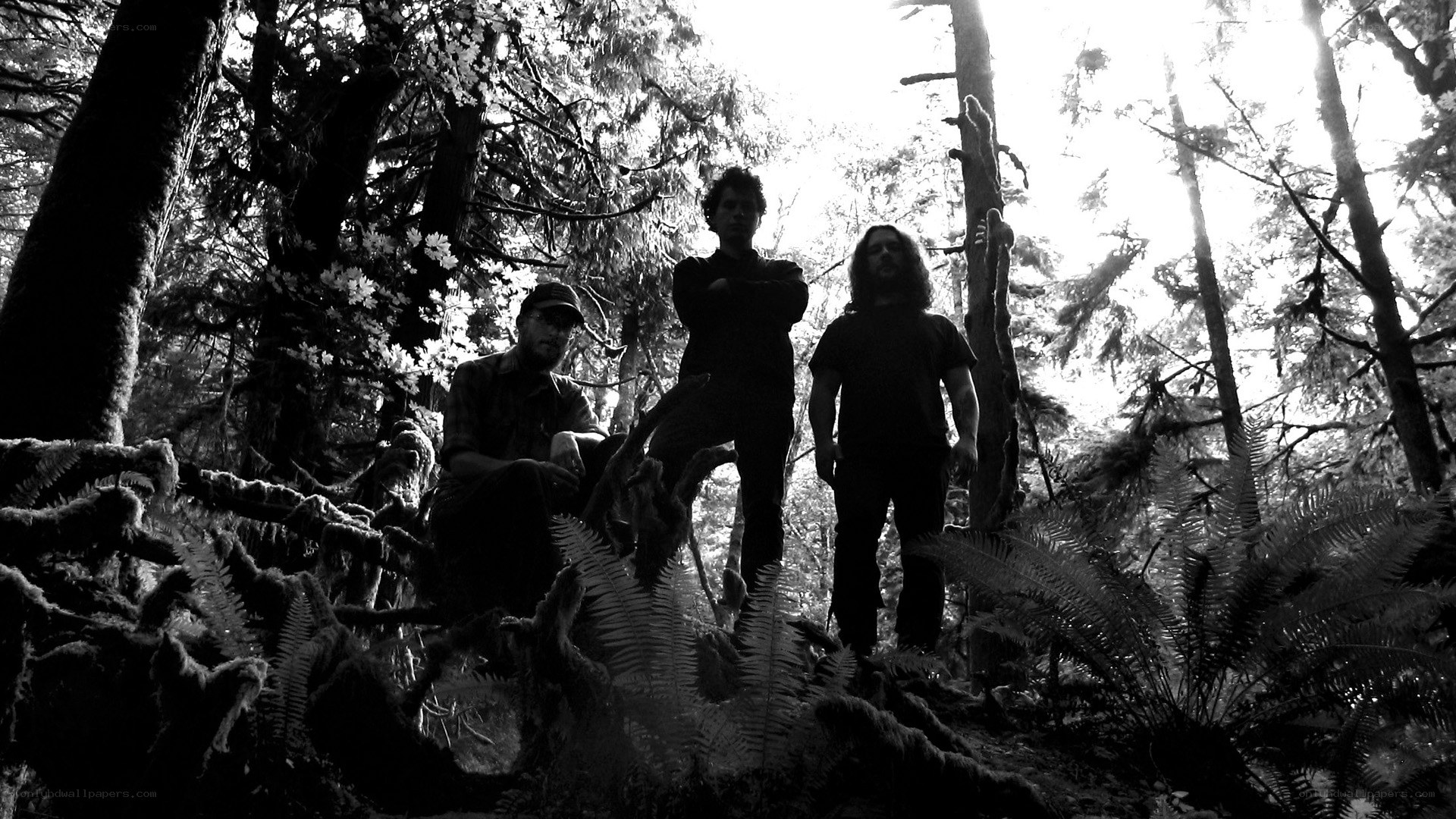 band in forest silhouette