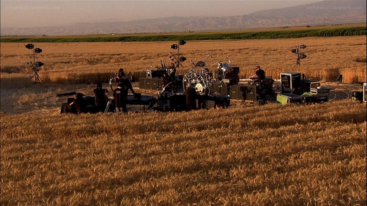 Band performing in a wheat field