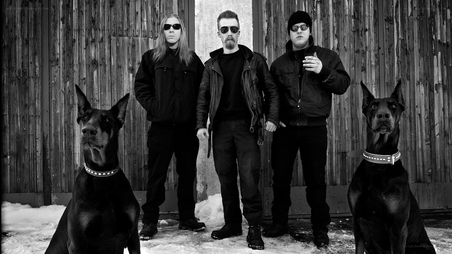 band with two dogs in snow