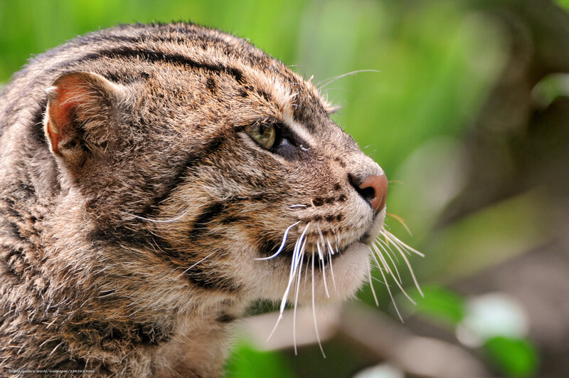 Banded Cat in Profile