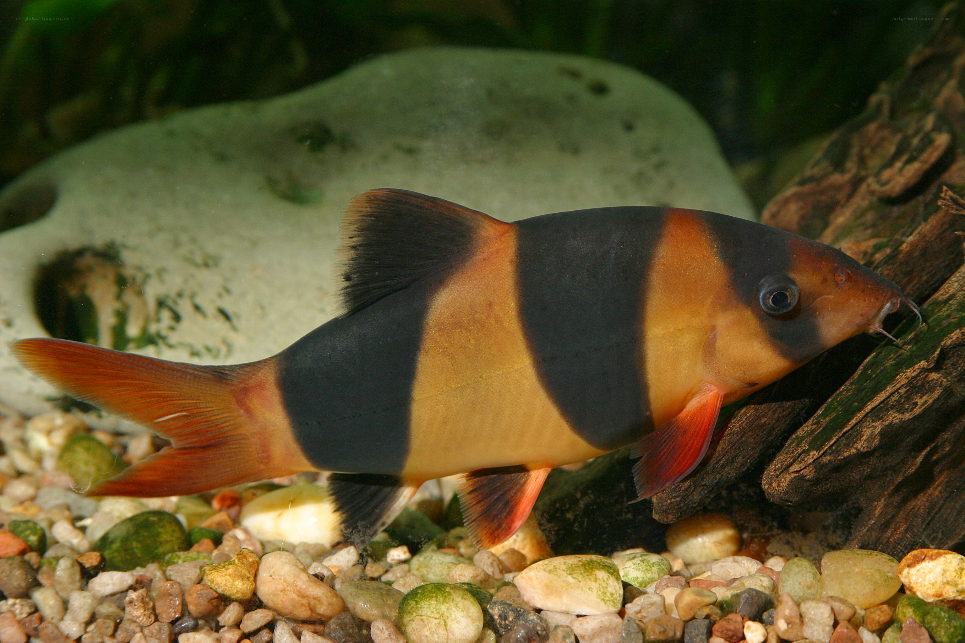 Banded catfish in aquarium