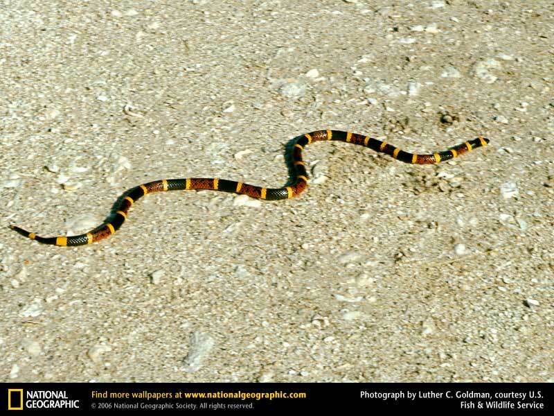 banded coral snake on gravel