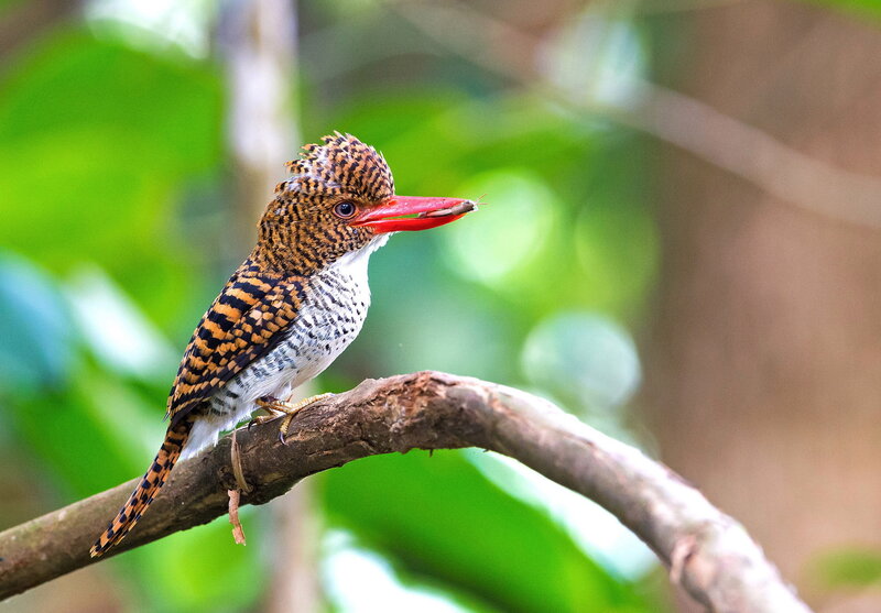 Banded Kingfisher Bird