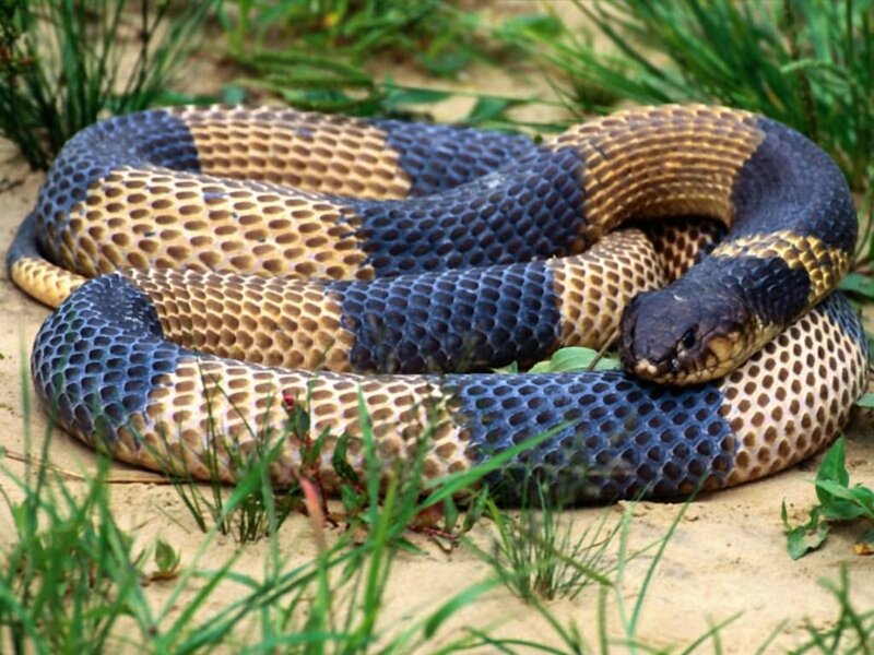 Banded Krait Snake