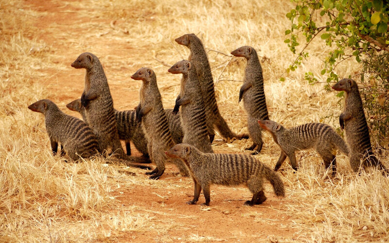 Banded Mongooses in Field