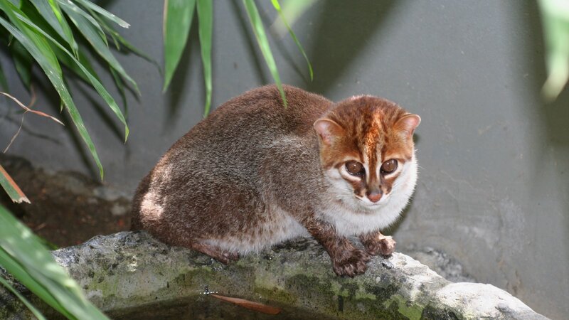 Banded palm civet on a rock