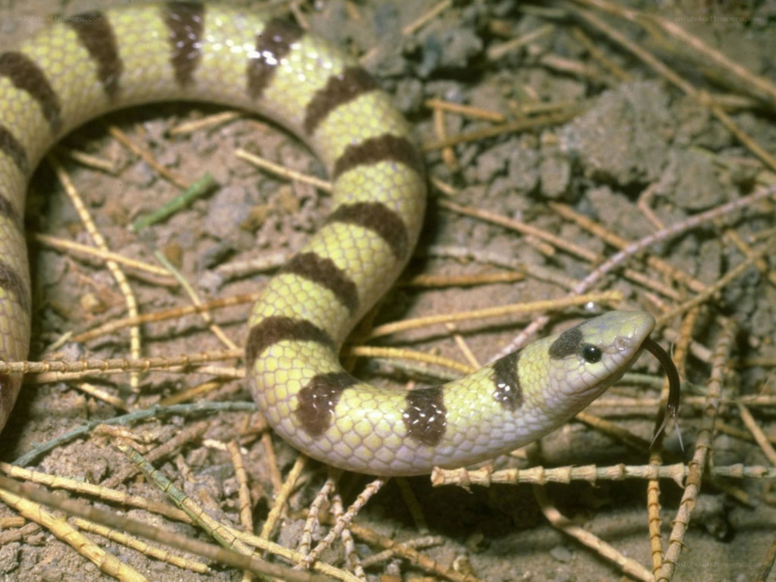 banded sand snake