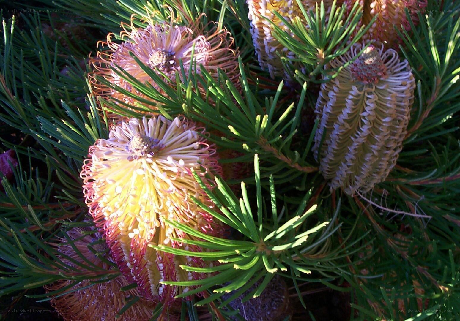 Banksia flower close-up