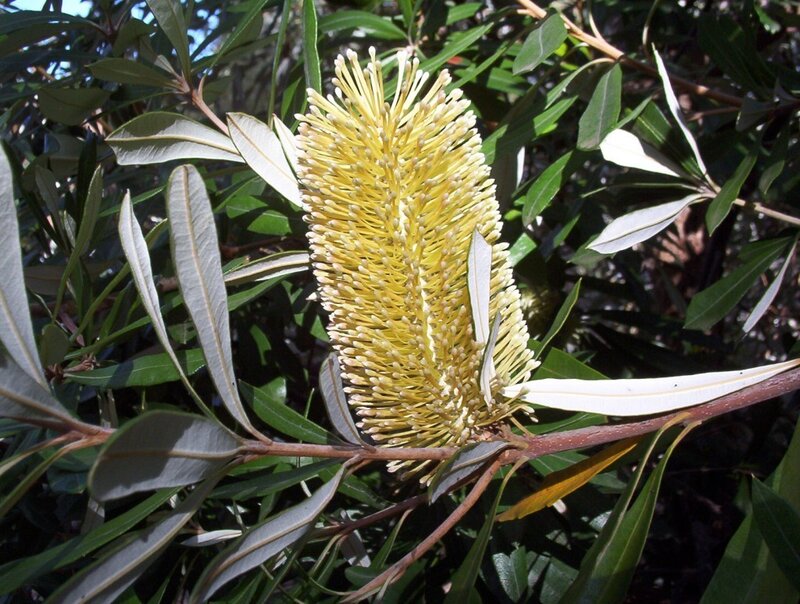 Banksia flower in bloom