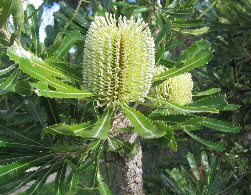 Banksia Flower in Bloom — Green