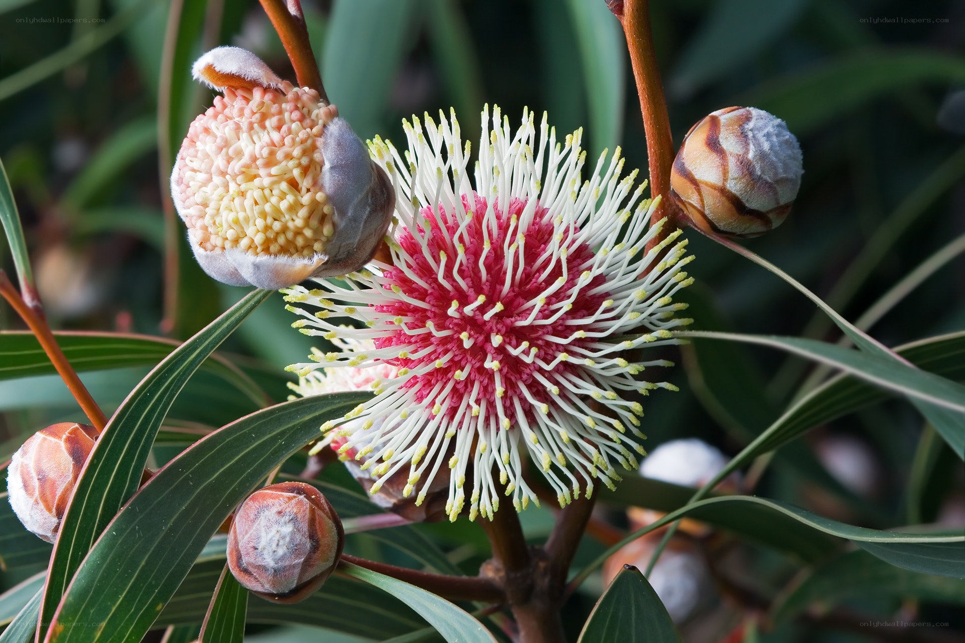 Banksia flower in bloom