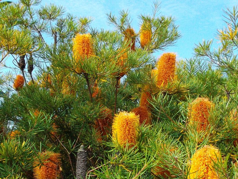 Banksia Flowers in Bush