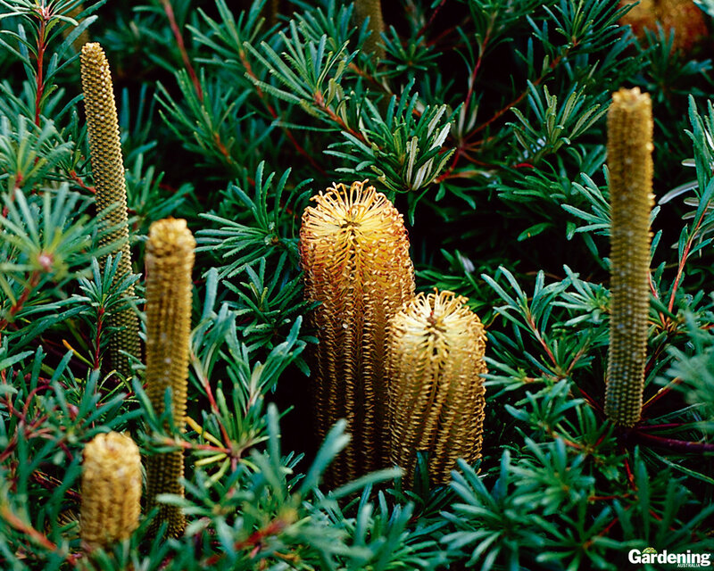 Banksia flowers in green foliage