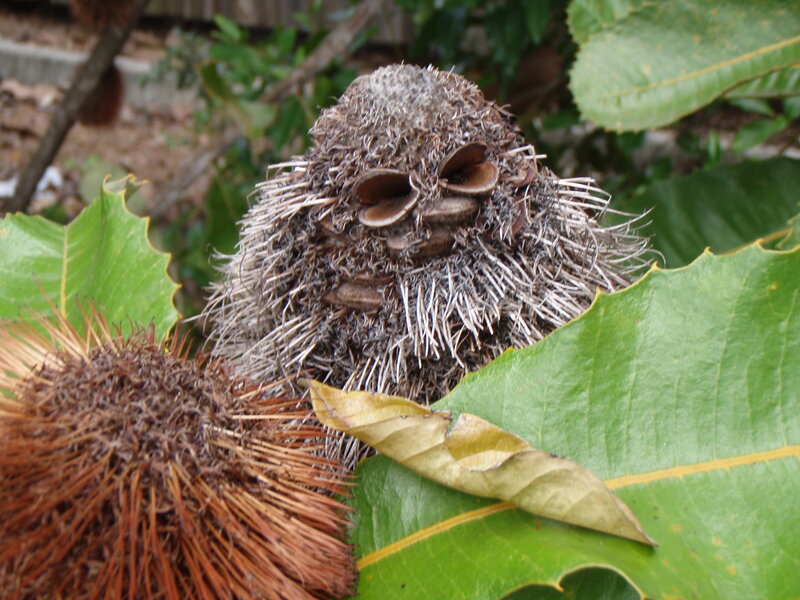 Banksia Seed Pods