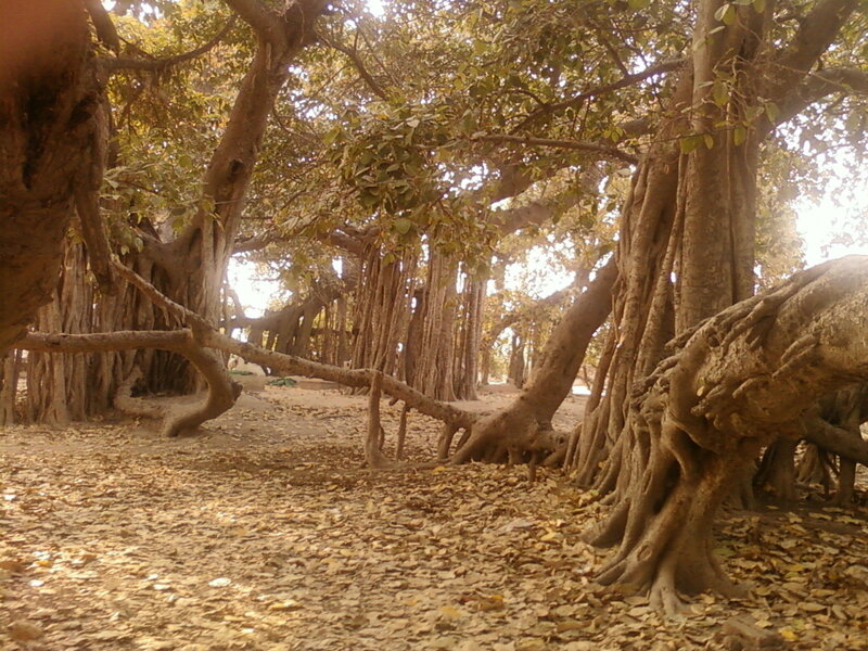Banyan Tree Forest