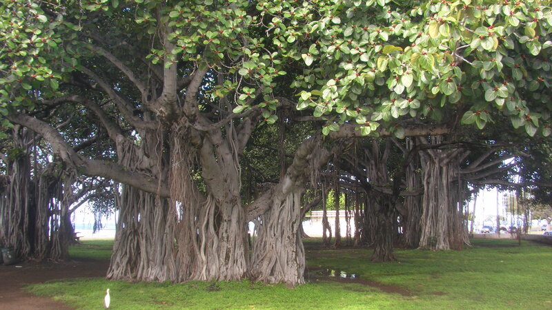 Banyan Tree Grove