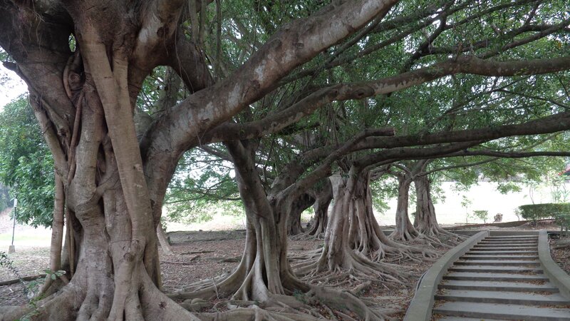Banyan tree roots and canopy