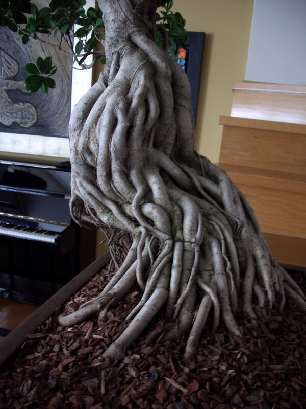 Banyan Tree Roots — Brown