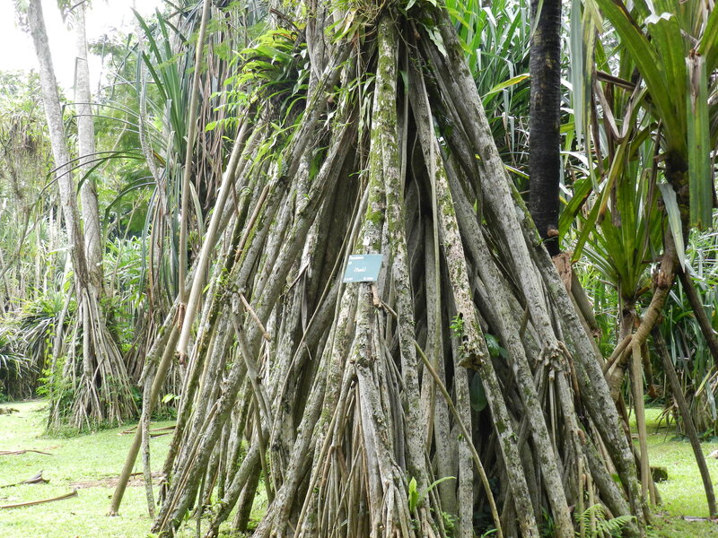 Banyan Tree Roots