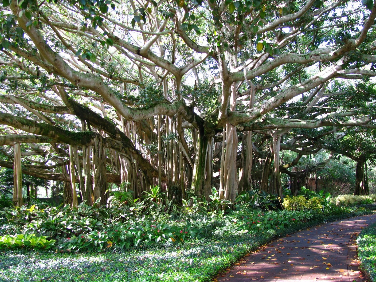 Banyan tree with aerial roots