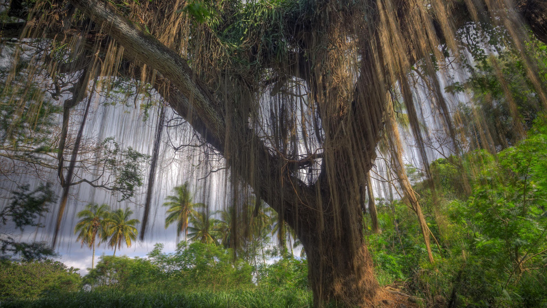Banyan tree with aerial roots