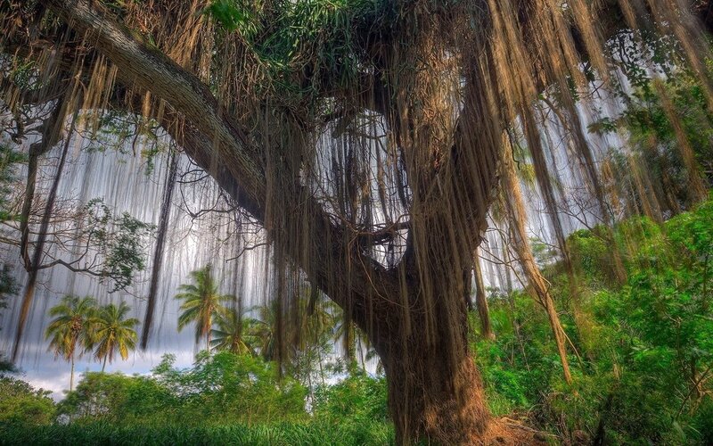 Banyan Tree with Aerial Roots — Green, Dramatic, Afternoon, Photograph