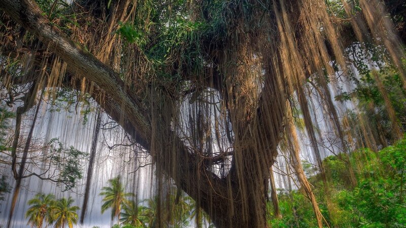 Banyan Tree with Aerial Roots — Green, Dramatic, Afternoon