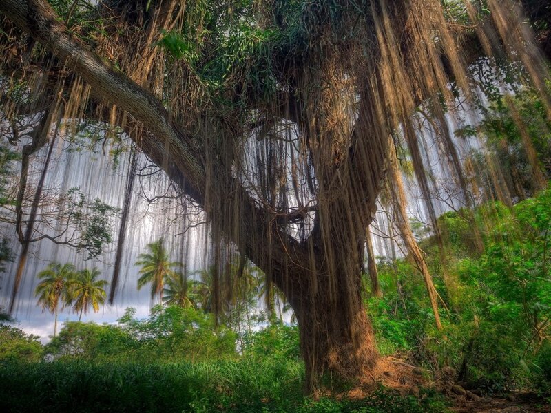 Banyan Tree with Aerial Roots — Green