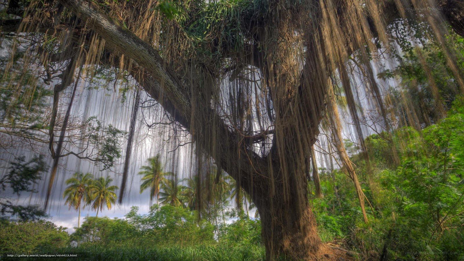 Banyan tree with aerial roots