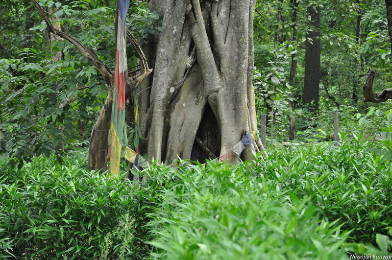 Banyan Tree with Prayer Flags
