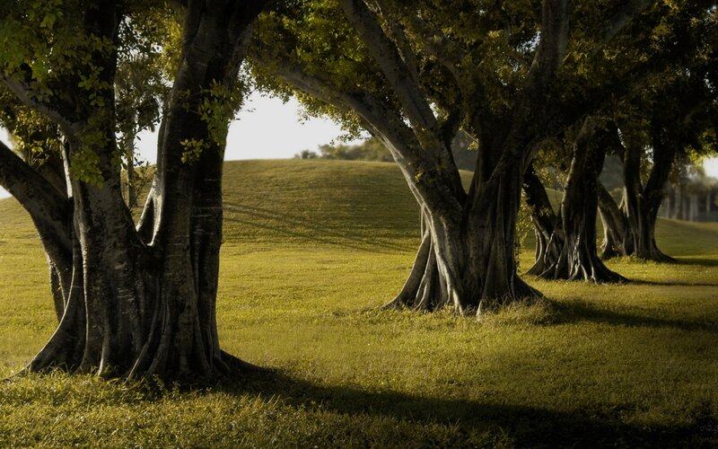 Banyan trees in a sunlit field