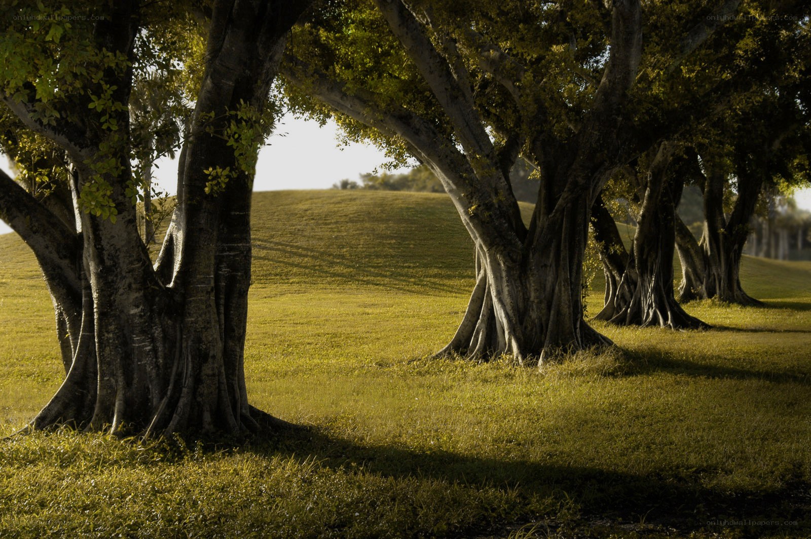 Banyan trees in a sunlit field