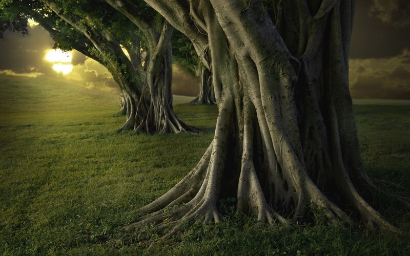 Banyan Trees in Field — Green, Dramatic, Sunset