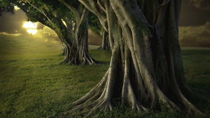 Banyan Trees in Field — Green, Dramatic