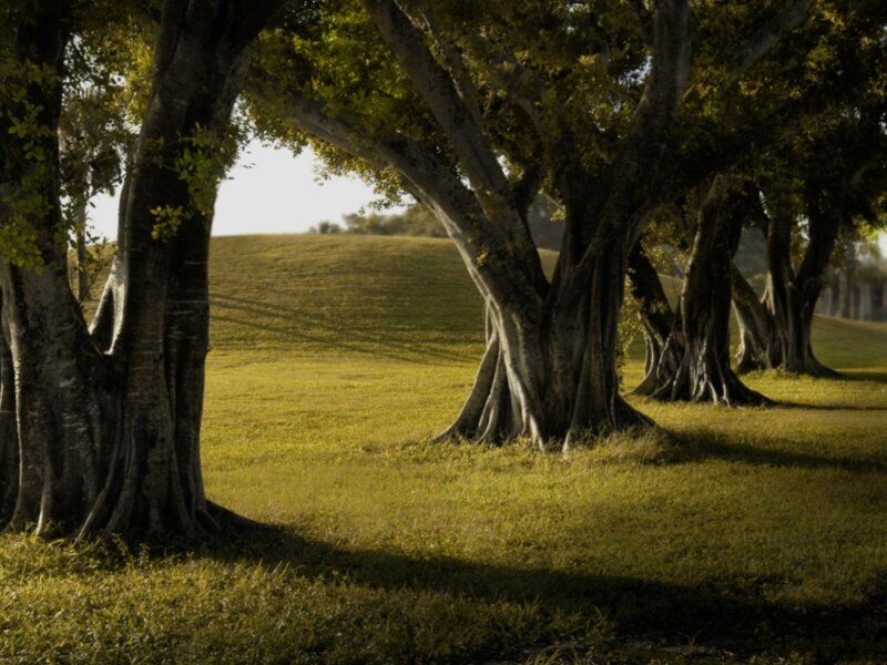 Banyan Trees in Field — Green, Serene, Afternoon, Photograph
