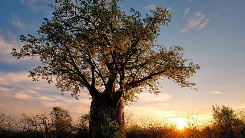 Baobab Tree at Sunset — Blue, Serene, Photograph, Sun, Sky