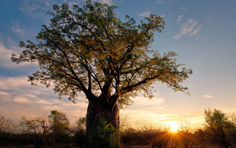 Baobab Tree at Sunset — Blue, Serene