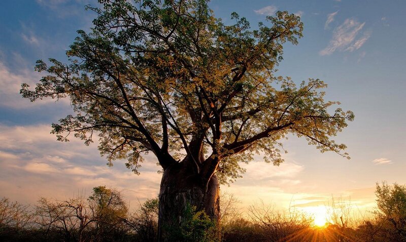 Baobab Tree at Sunset — Blue