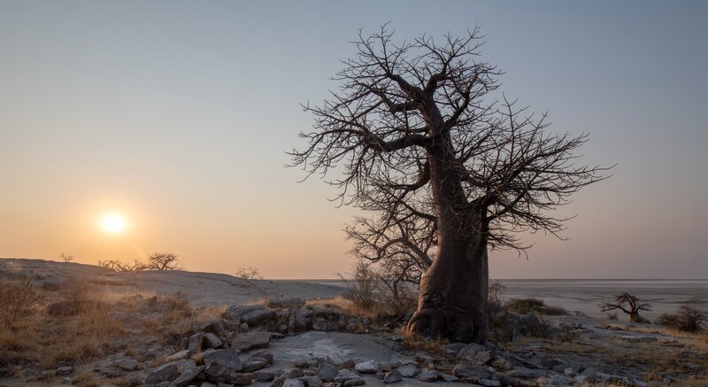 Baobab Tree at Sunset — Orange, Serene