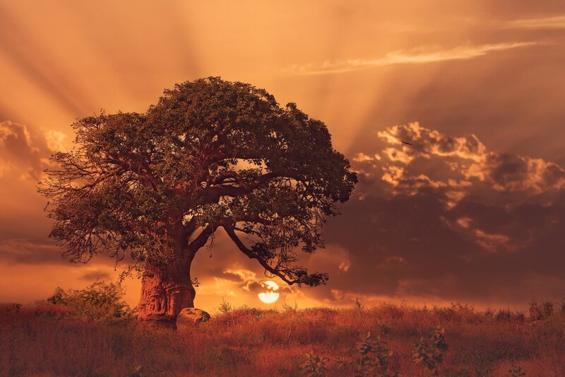 Baobab Tree at Sunset — Orange