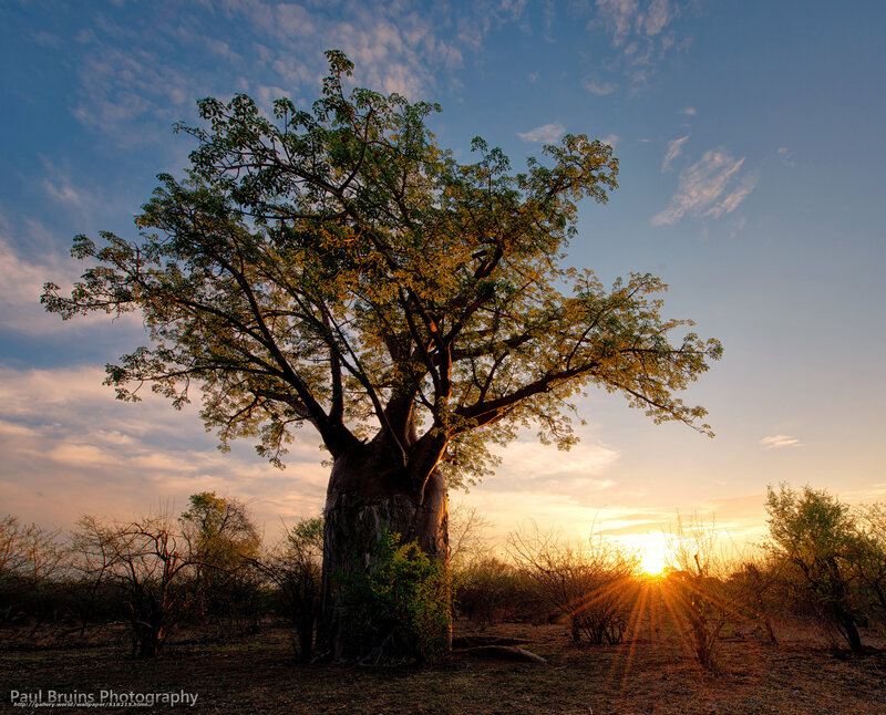 Baobab tree at sunset