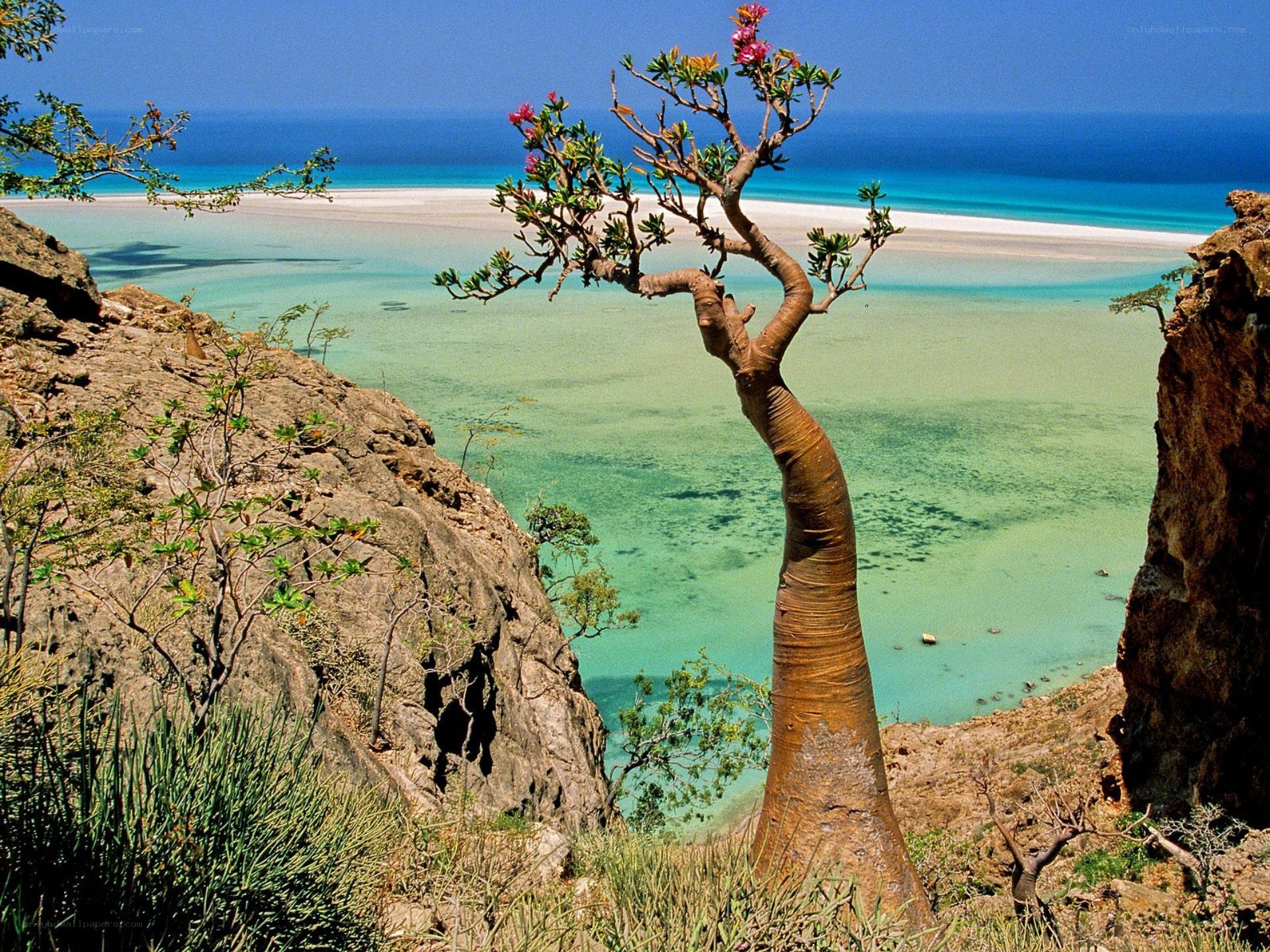 Baobab tree by the sea