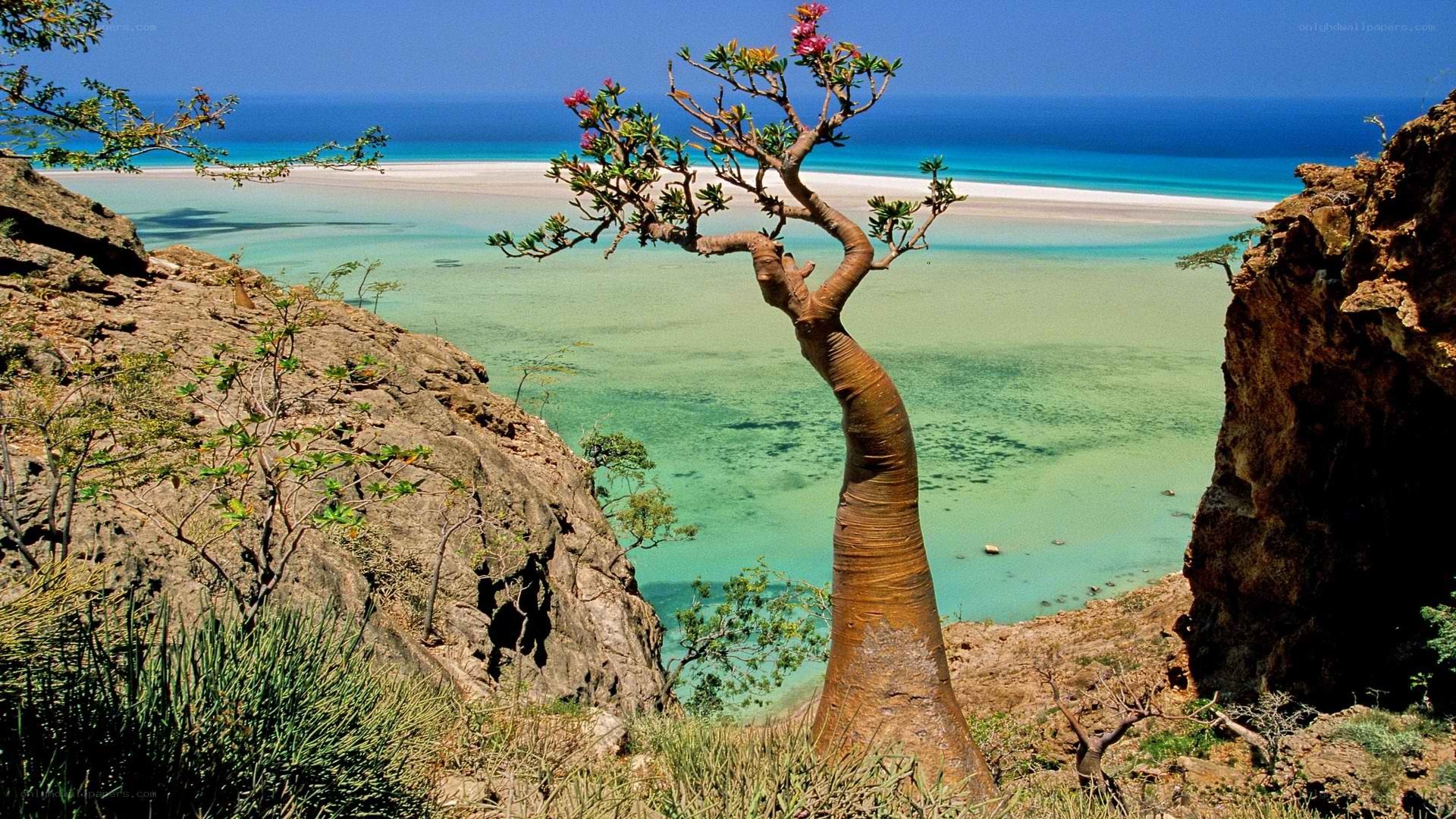 Baobab tree by the sea