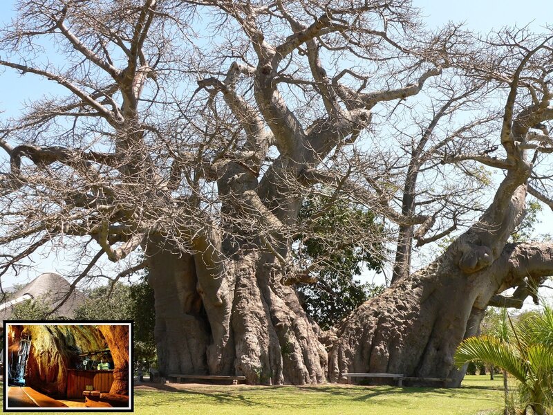 Baobab Tree Cluster