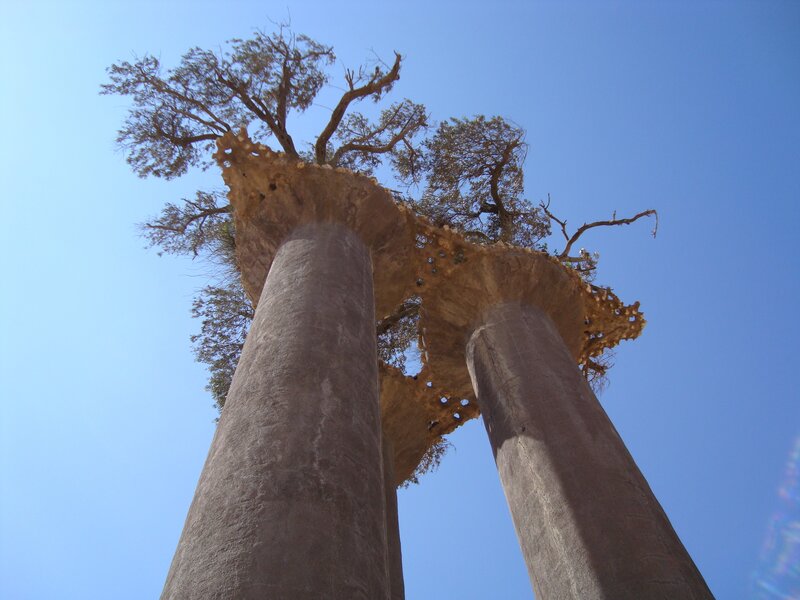 Baobab Tree Columns