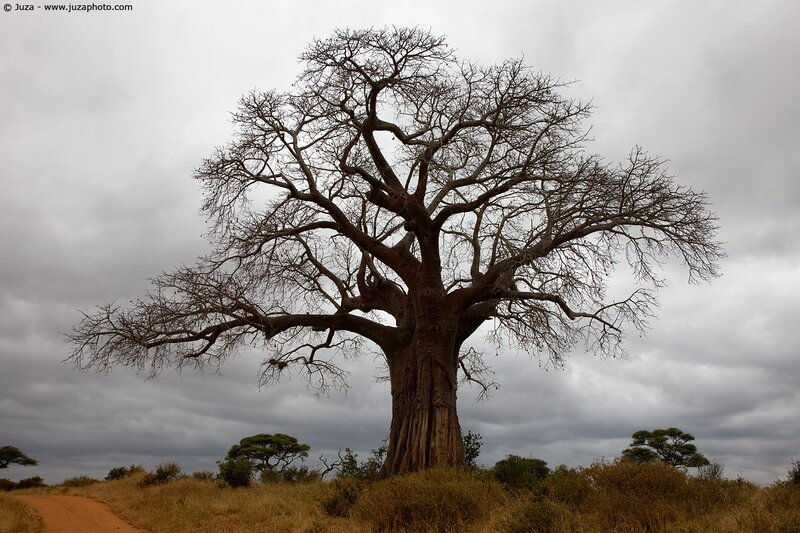 Baobab tree in savanna