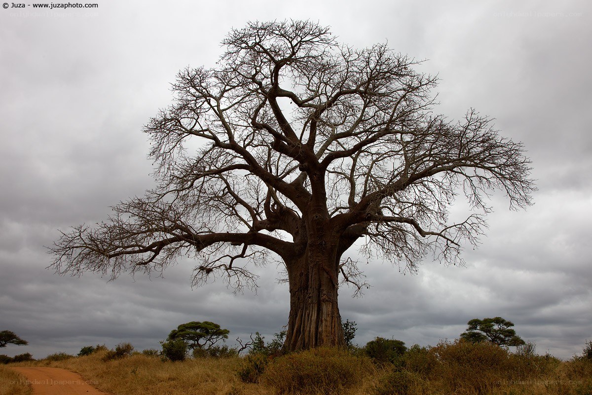 Baobab tree in savanna