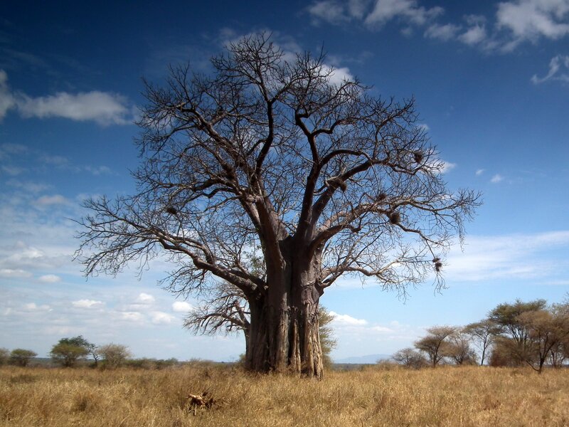 Baobab Tree in Savanna — Blue