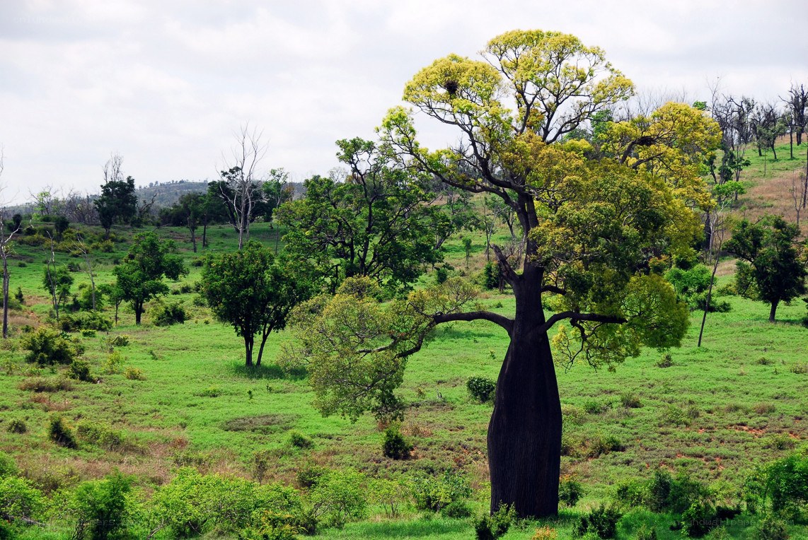 Baobab tree in savanna landscape